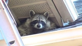 Raccoon Mom Collects Baby From Gates' Reunion Box