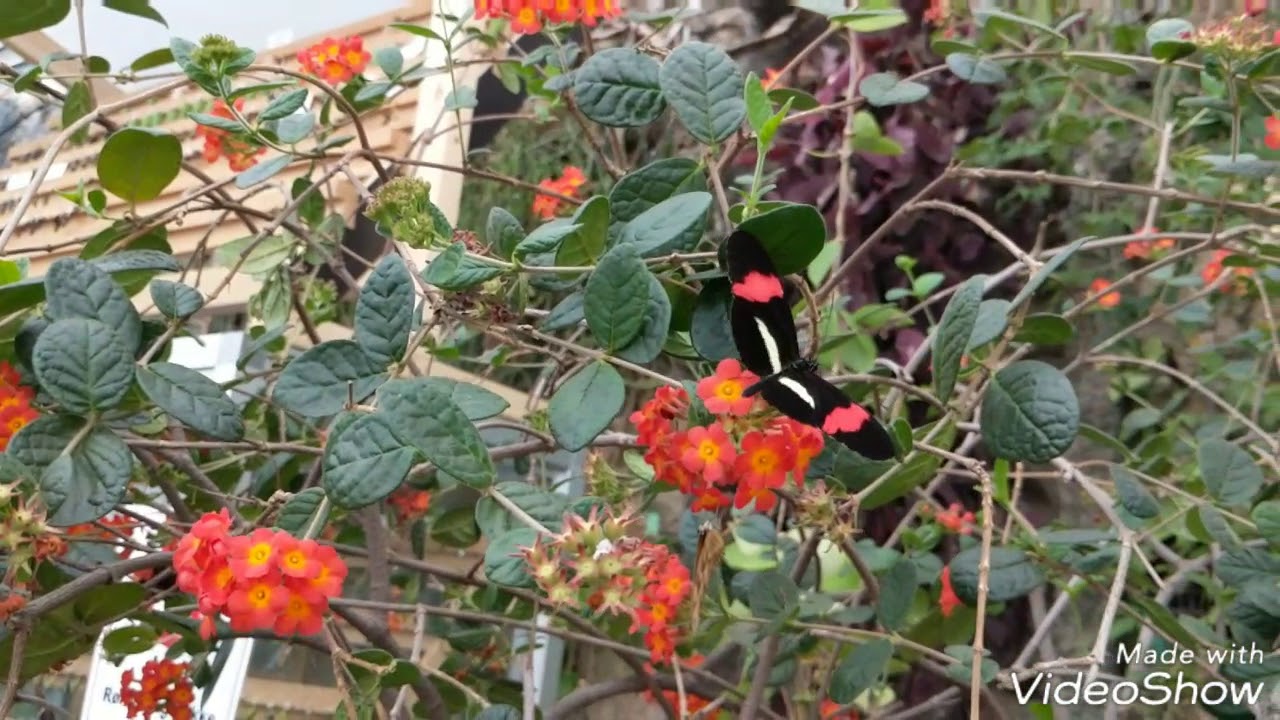 Denmark / Copenhagen / Botanisk have