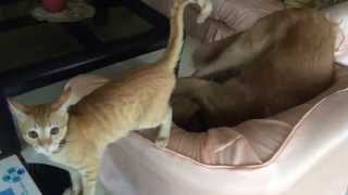Dog and Cat Fighting Over A Seat