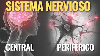 El SISTEMA NERVIOSO CENTRAL y PERIFÉRICO