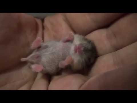 baby hamster drømme