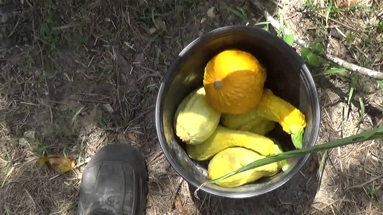 Crookneck squash harvest YouTube