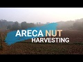 Areca Nut Harvesting | Part -1