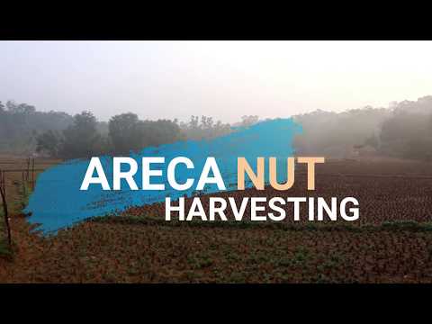 Areca Nut Harvesting | Part -1