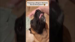 Preparing a Belgian Malinois for His First Patrol