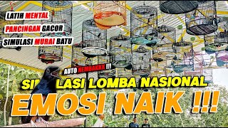 Simulasi Lomba Murai Batu Auto GACOR + Auto Emosi ❗❗ Lomba Nasional 🔥