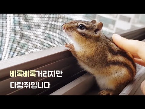 삐록삐록거리지만 다람쥐입니다