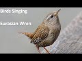 Birds Singing Eurasian Wren Sounds Of Nature Birds Singing Eurasian Wren Sounds Of Nature