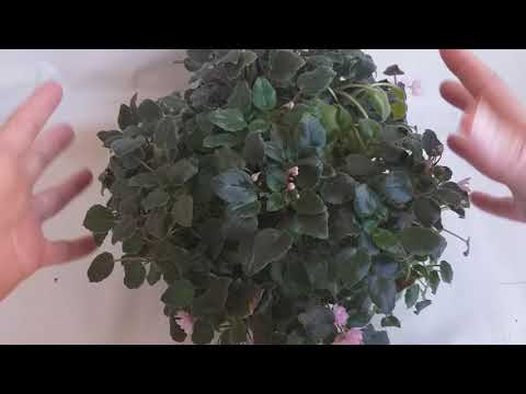 Vídeo: Violet DS-Shining Bell (18 Fotos): Descrição Da Variedade Saintpaulia, Cultivo