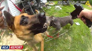 Officer Shoots Dog After Attack on Police K9 | Graphic Content Warning