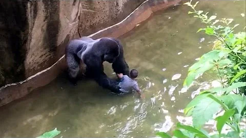 Parents of Boy Who Fell Into Gorilla Enclosure Thank Zoo As Investigation Begins