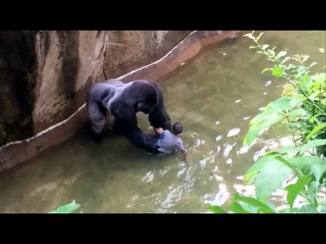 Parents of Boy Who Fell Into Gorilla Enclosure Thank Zoo As Investigation Begins