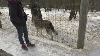 Amy Visits The Wolf Sanctuary With A Subaru Forester