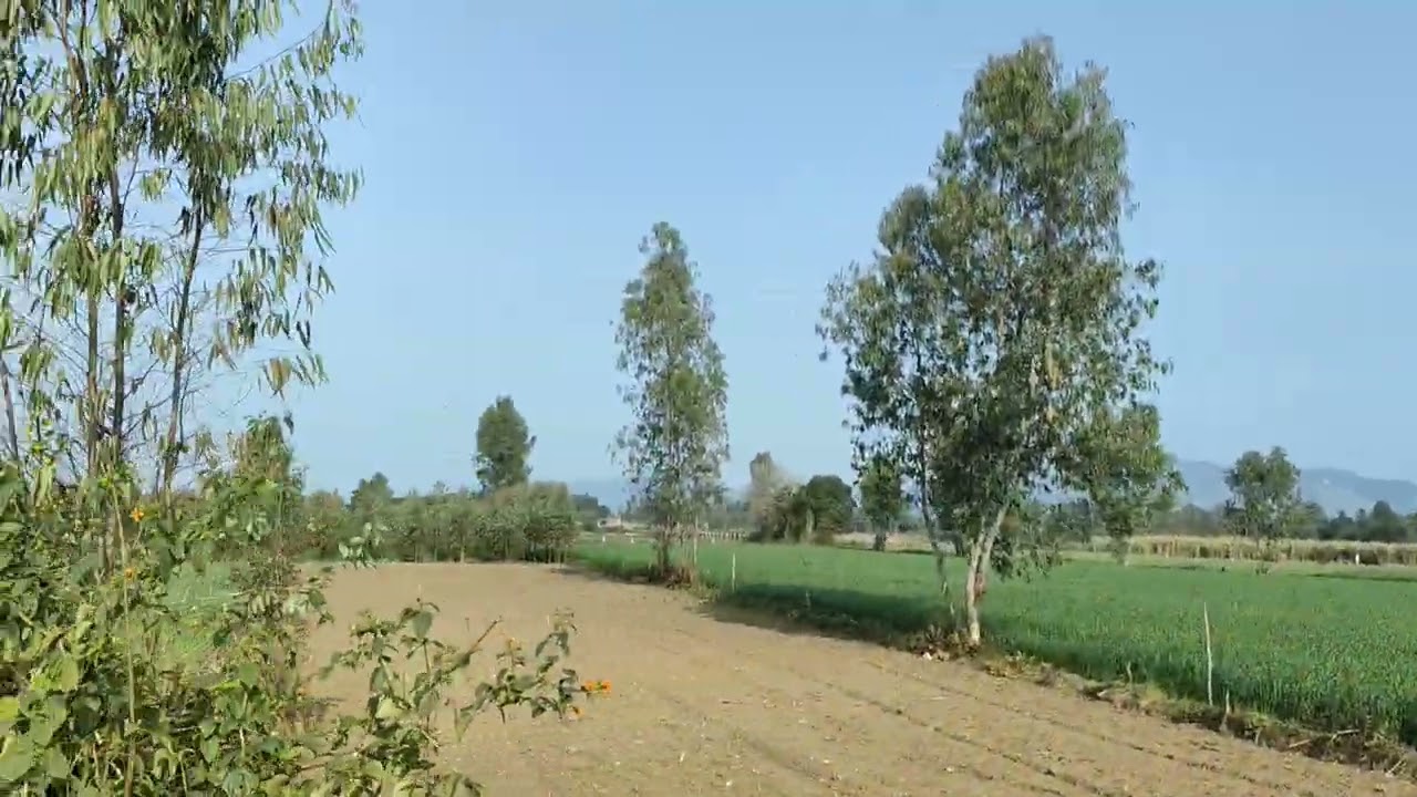 35 बीघा जमीन अफजलगढ़ कालागढ़ में खरीदने वाले संपर्क करें मॉब,8171311254,,7248015590