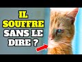 7 Signes que Votre Chat Souffre en Silence !