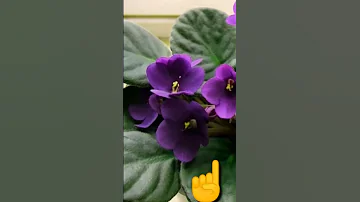 КАК ЧАСТО НАДО ПОЛИВАТЬ ФИАЛКУ ?