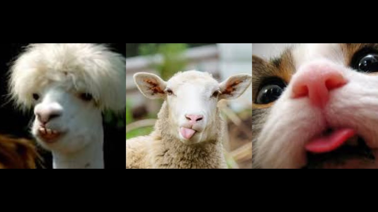 😄 Tik Tok Funny Animals Compilation 😄 #04 Try Not To Smile 😊 