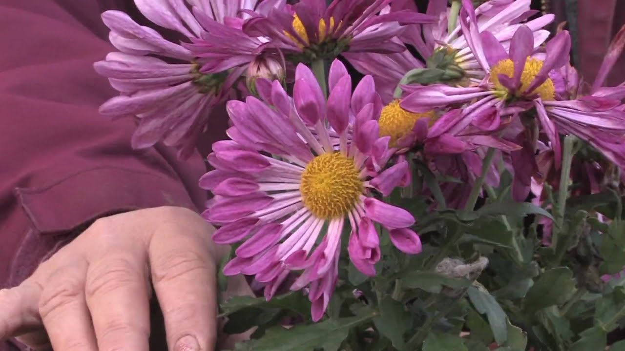 Gardening Tips : How to Grow Annual Chrysanthemum  YouTube