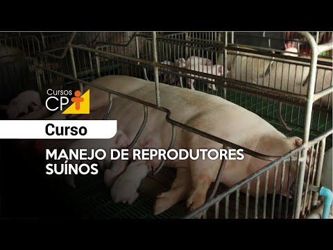 Clique e veja o vídeo Manejo de Reprodutores Suínos