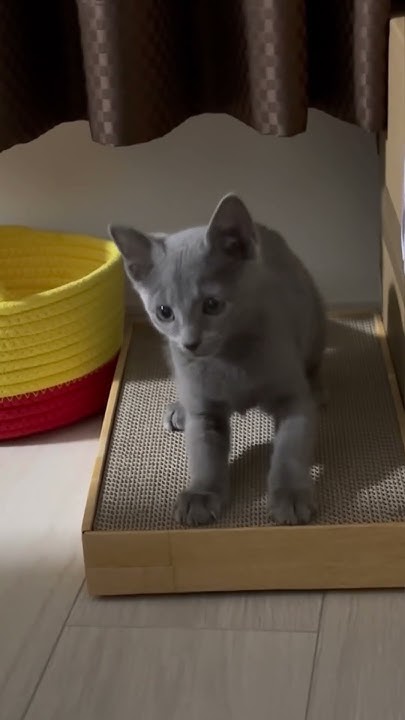 adorable-kitten-struggling-to-use-scratching