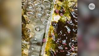 Saving the endangered white abalone