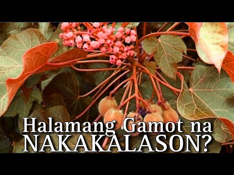 Video: Veh poisonous - halamang gamot, ngunit nakakalason