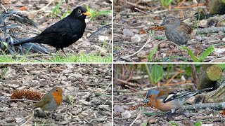 Ground-Feeding Garden Birds | Chaffinch, Robin, Blackbird & Friends @MyBirdingYear