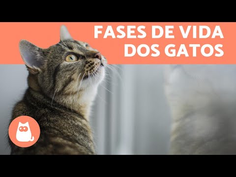 Vídeo: Desenvolvimento De Gatinhos: Compreendendo Os Principais Marcos De Crescimento De Um Gatinho