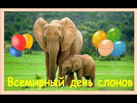 Всемирный день слонов! 30 Ноября День Слонов! Музыкальная открытка с Всемирным днём Слонов!