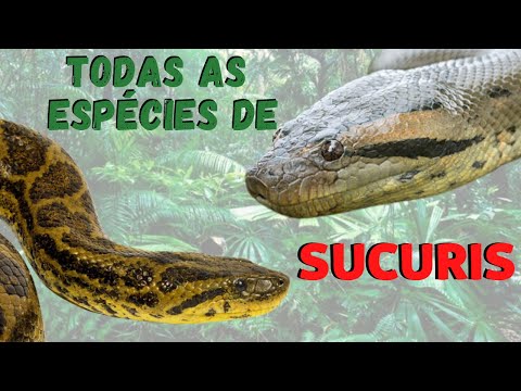 Vídeo: Serpente amarela: variedades e características