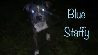 Blue Staffy Night Life