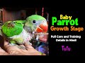 Alexander baby parrot growth day by day  full care and training details in hindi