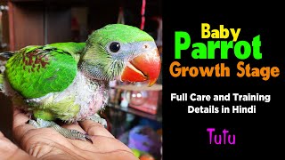 Alexander Baby Parrot Growth Day by Day | Full Care and Training Details in Hindi
