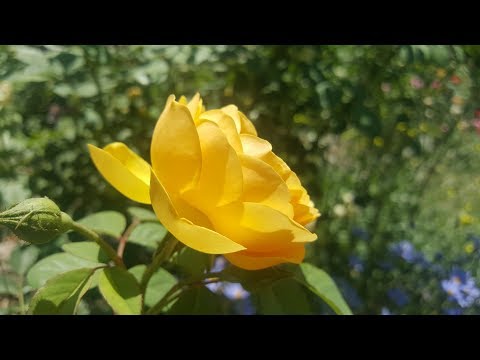 Video: Rose Gertrude Jekyll: kuvaus, alkuperä, viljely