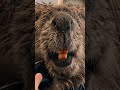 Beaver Gets a Mohawk… Barber Can’t Stop Laughing
