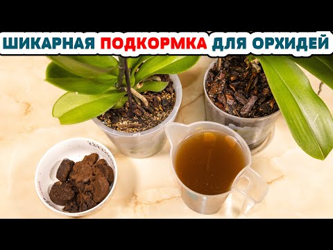 БЕСПЛАТНАЯ ПОДКОРМКА для БЕШЕНОГО РОСТА комнатных растений! ОРХИДЕИ растут как СУМАСШЕДШИЕ!