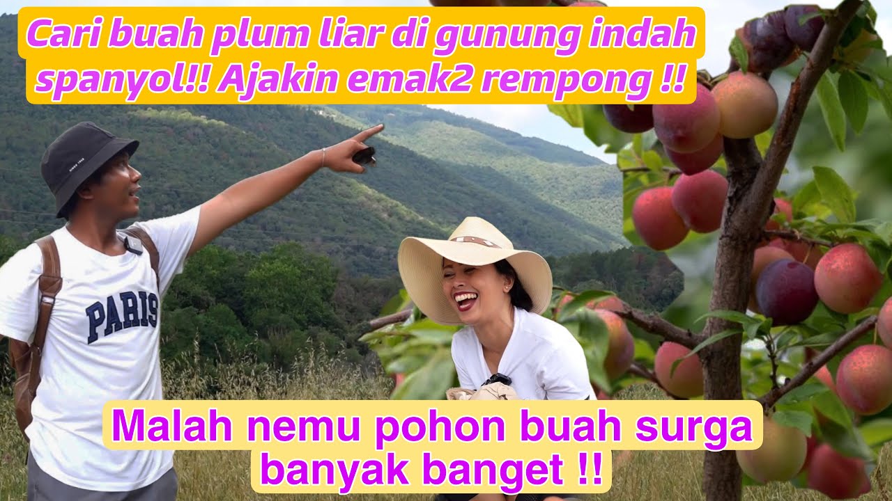 CARI BUAH PLUM LIAR DI GUNUNG YANG SANGAT INDAH!! BARENG EMAK2 REMPONG! MALAH NEMU BUAH SURGA!!