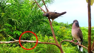 Twig Turtle Trap - A Great Bird Trap