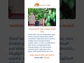 బారమాసి రకంతో ఏడాది పొడవునా మామిడి పండ్లు #viralvideo #agriculture #farming