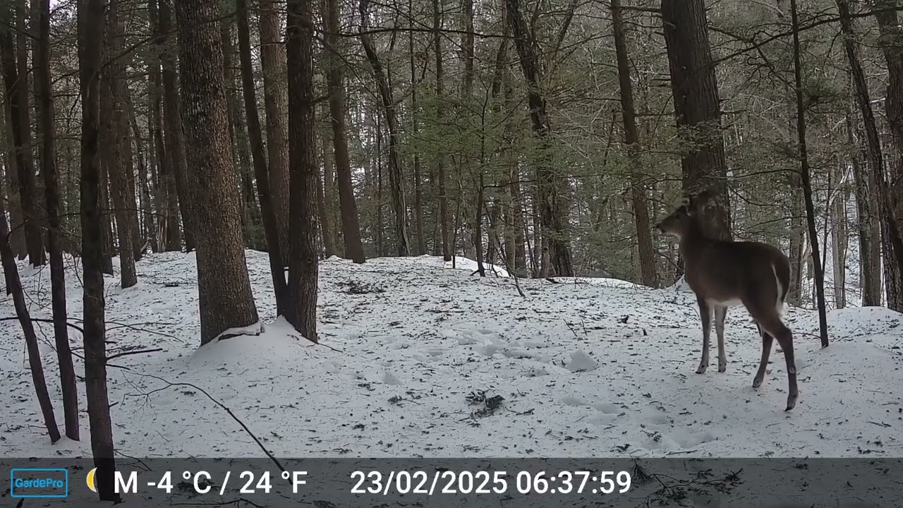 Deer & Coyote in Granby MA 23-26Feb2025