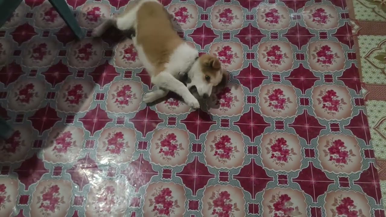 So Cute Baby Dog 😍 | Pure Innocence That Will Melt Your Heart 🐶❤️