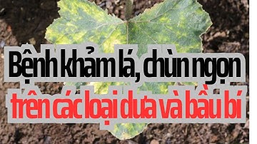 BỆNH KHẢM LÁ CHÙN NGỌN TRÊN CÁC LOẠI DƯA VÀ BẦU BÍ II BỆNH HẠI BẦU BÍ II NGHỀ NÔNG TV