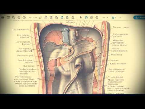 Анатомия с АВ. Брюшина (peritoneum), топография брюшины в брюшной полости.