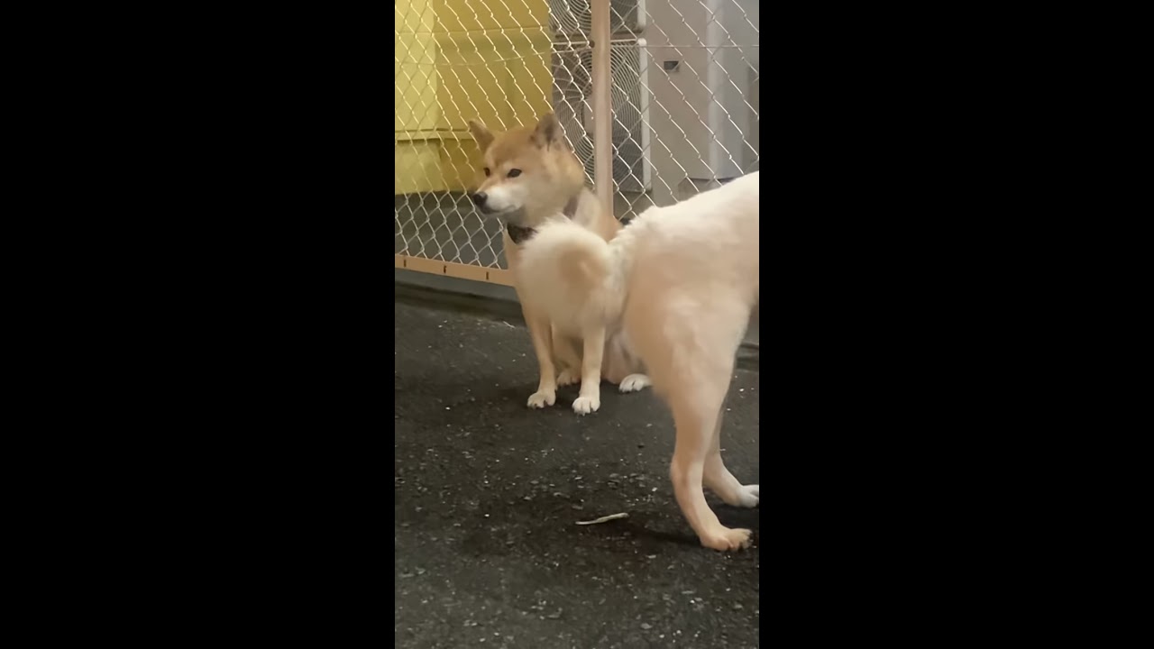 【専用です】白い柴犬さん 白柴さん〈24093〉 羊毛フェルト 羊毛わんこ 福や工房 通販