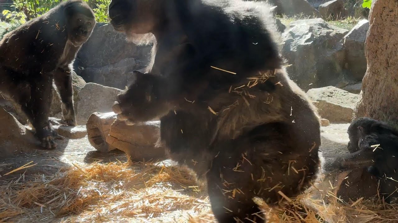 gorilla ドラミングするモモコ Momoko drumming.【December 8, 2023 】【Ueno Zoo】【上野動物園 ...