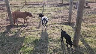 Gentle Headbutting Goats