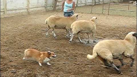 Corgi Sheep Herding
