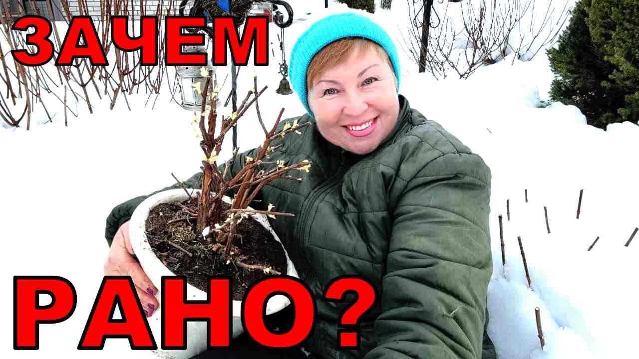 Никогда так не делала. Решила рискнуть и достала из погреба растения