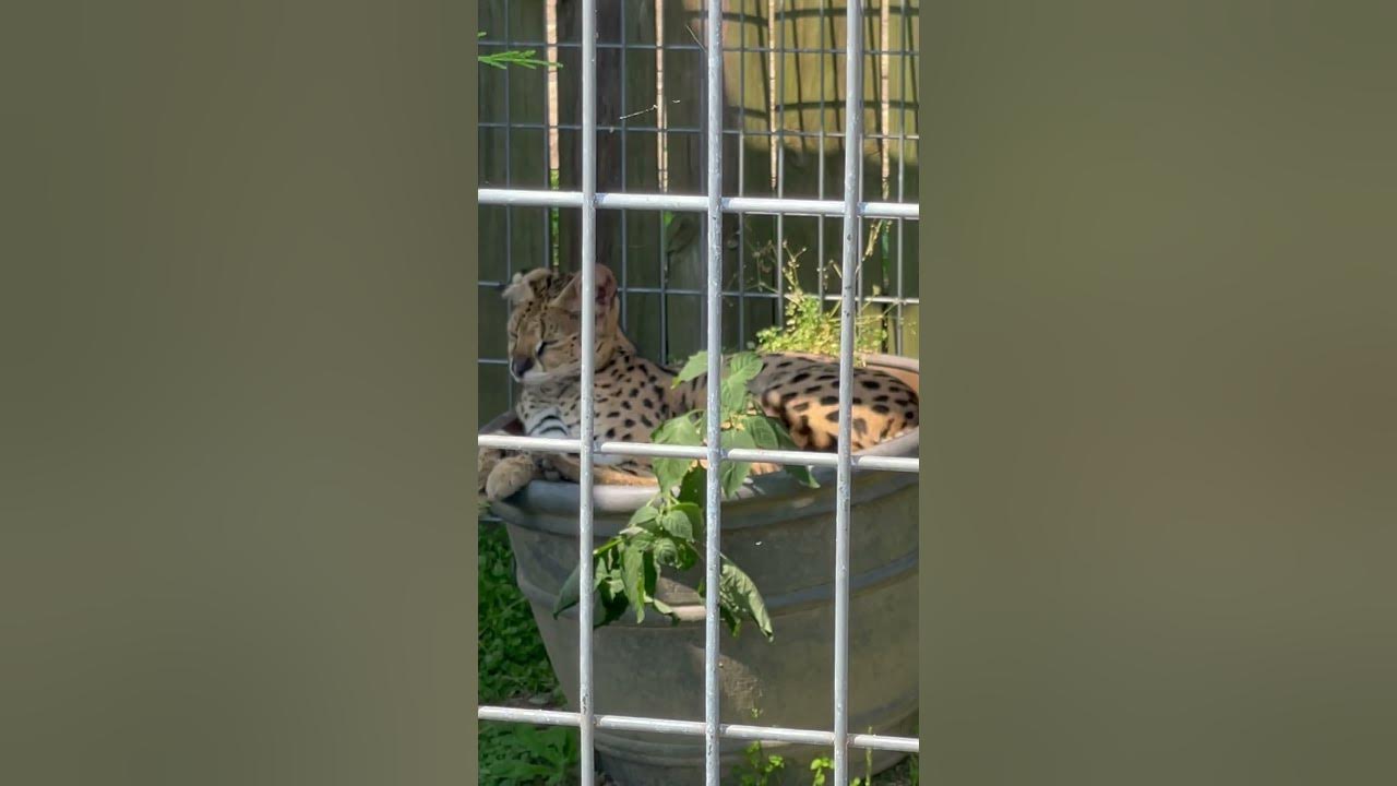 African Serval! It’s a Zoo Life Macclesfield, NC YouTube