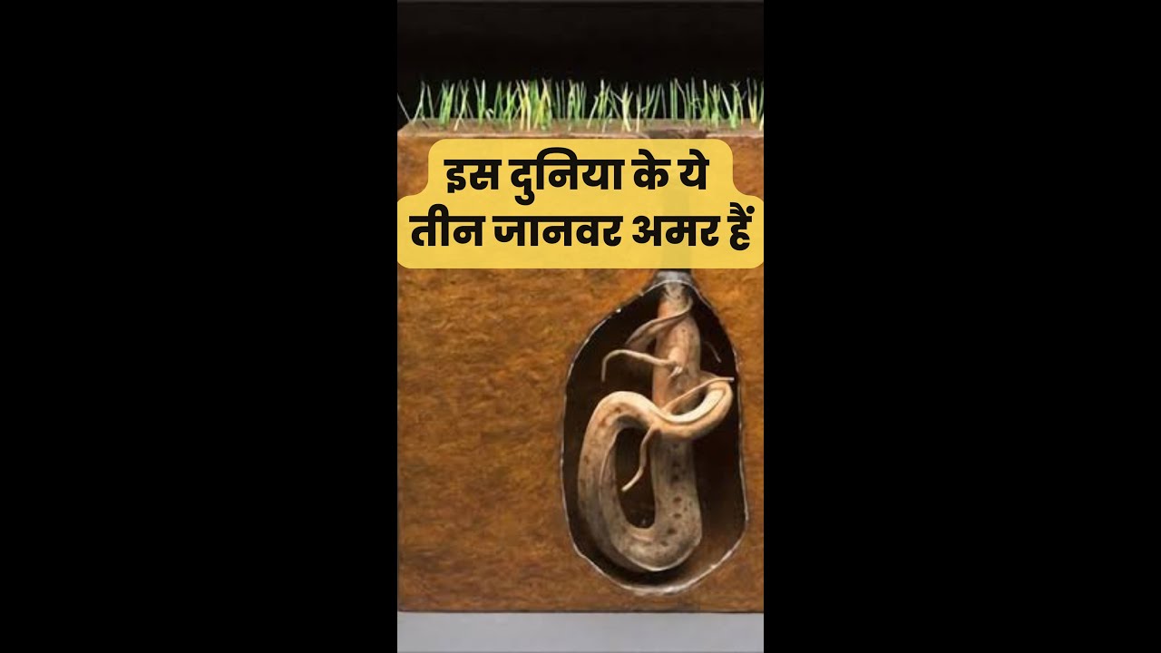 🤯ये तीन जानवर अमर हैं😱 कभी मर नहीं सकते😧Immortal animals on earth #shorts #ytshorts #facts